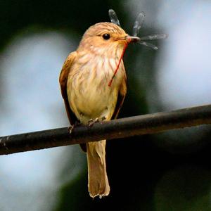 Spotted Flycatcher