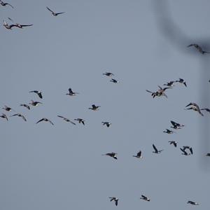 Greylag Goose