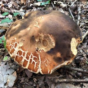 Summer Bolete