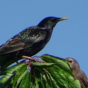 Common Starling