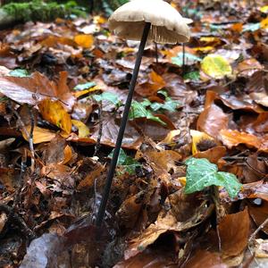 Garlic Marasmius