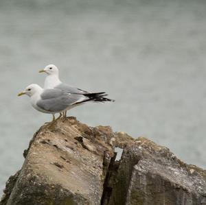 Mew Gull