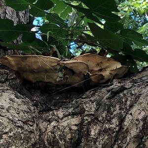 Black-footed Polypore