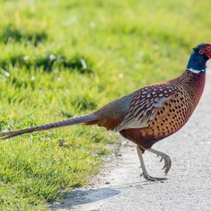 Common Pheasant