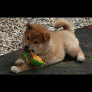 Shiba Inu