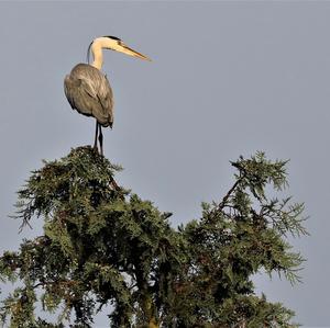 Grey Heron