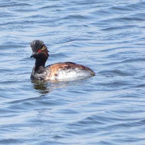 Black-necked Grebe