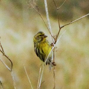 European Serin