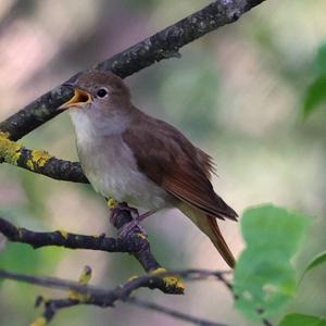 Common Nightingale