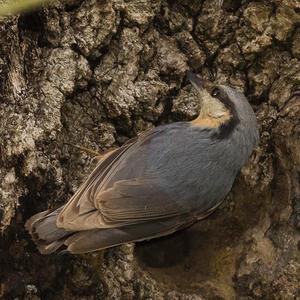 Wood Nuthatch