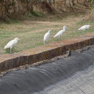 Cattle Egret