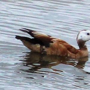 South African Shelduck