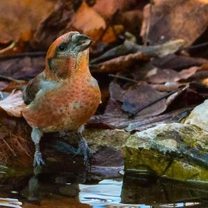 Red Crossbill