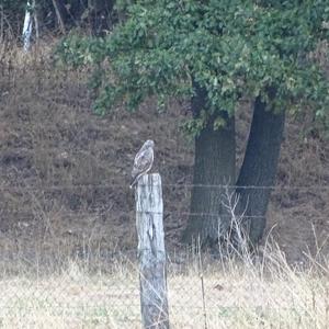 Common Buzzard