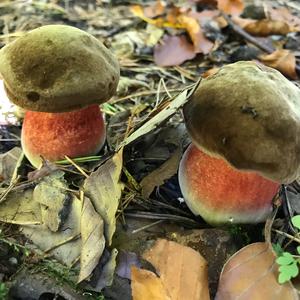 Dotted-stem Bolete