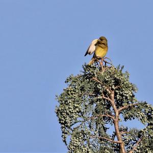 European Greenfinch