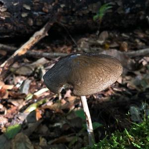 Fawn Mushroom