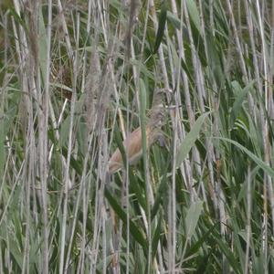 Squacco Heron