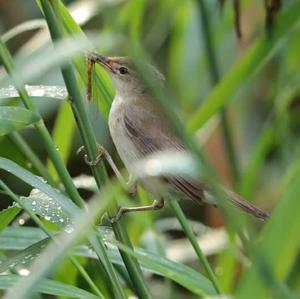 Eurasian Reed-warbler