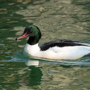 Common Merganser