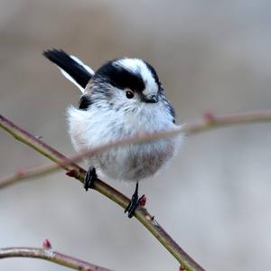 Long-tailed Tit