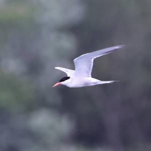 Common Tern