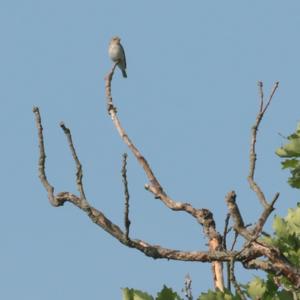 Spotted Flycatcher