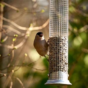 Eurasian Bullfinch