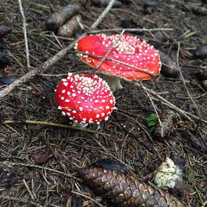 Fly Agaric