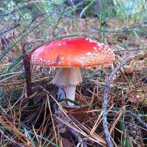 Fly Agaric