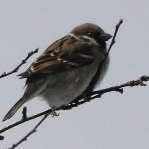 Eurasian Tree Sparrow