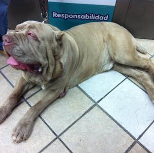 Neapolitan Mastiff