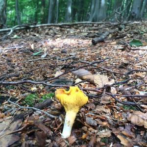 Chanterelle, Common