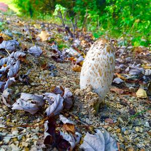 Shaggy Mane