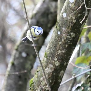 Blue Tit