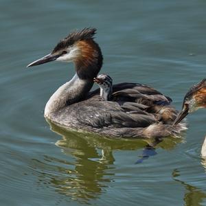 Great Crested Grebe