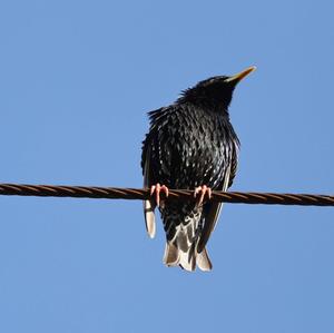 Common Starling