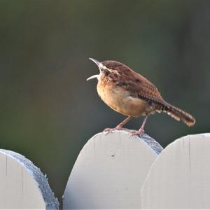 Carolina Wren