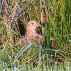 Common Pheasant