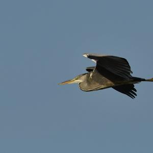 Grey Heron