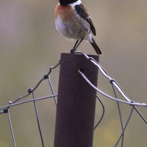 European stonechat