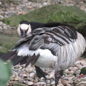 Barnacle Goose