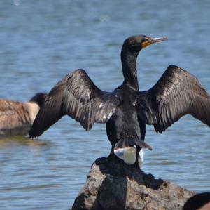 Double-crested Cormorant