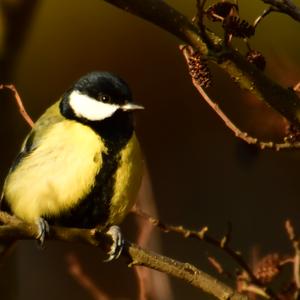 Great Tit