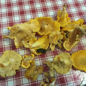 Chanterelle, Common