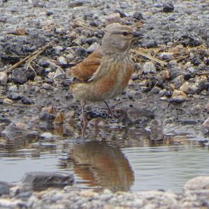 Eurasian Linnet