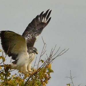 Common Buzzard