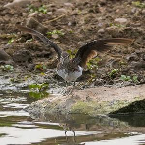 Waldwasserläufer