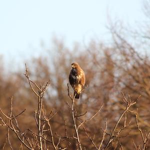 Mäusebussard