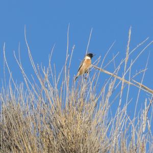 European stonechat